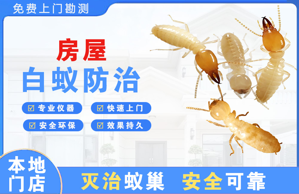 龙泉驿房屋白蚁防治